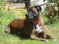 什么是拳师獒混种?(拳师犬獒犬杂交的起源和历史)