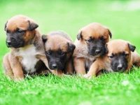 雄性与雌性比利时玛利诺犬优点对比