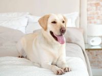 什么是黄色拉布拉多猎犬?(黄色拉布拉多犬的起源和历史)