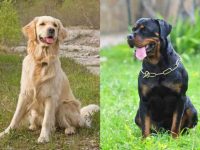 什么是金毛罗威纳混种犬?(金毛罗威纳杂交的起源和历史)