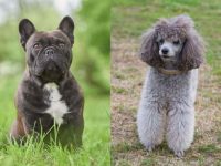 什么是法国斗牛犬贵宾犬串串?(法国斗牛犬贵宾犬杂交的起源和历史)