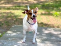 养一只奇威尼犬每年要花多少钱?(饲养奇威尼犬每年的成本开销)