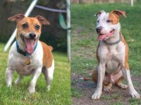 什么是大鼠梗比特犬串串?(大鼠梗比特犬杂交的起源和历史)