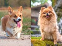 什么是柯基博美犬混种?(柯基博美犬杂交的起源和历史)