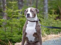 什么是红鼻子蓝鼻子比特犬混种?(红蓝鼻子比特犬混血的外观特征)