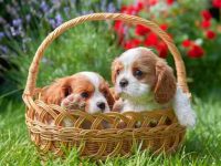 盘点出售高质量纯种查理王小猎犬的十大排名地点