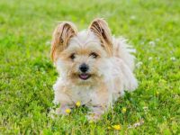 什么是约克博美犬串串?(约克博美犬杂交的起源和历史)