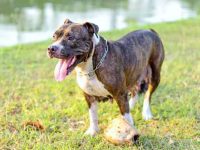 什么是斑纹斗牛犬?(斑纹斗牛犬外观特征描述)