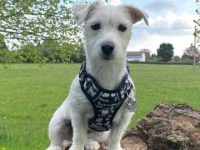 白色杰克罗素梗犬的价格是多少?(杰克罗素梗犬每年的成本花费)