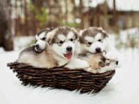 盘点全球出售高质量阿拉斯加雪橇犬的十大排名地点