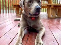 卡斯罗罗威纳犬混种的价格是多少?(卡斯罗罗威纳犬杂交的优缺点)