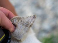 什么是黑蝇?(狗狗被黑蝇叮咬会不会有事?)