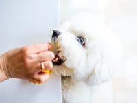 比熊犬吃什么狗粮比较好?(避免喂食比熊犬的禁忌食物)