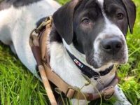 沙皮犬比格犬混血多少钱一只?(比格犬和沙皮犬杂交的优缺点)