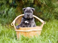 饲养卡斯罗犬每年要花费多少钱?(养卡斯罗犬一年的成本开销)