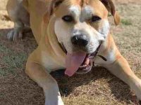 普雷萨卡纳里奥斗牛犬混种多少钱?(雷萨卡纳里奥斗牛犬杂交优缺点)