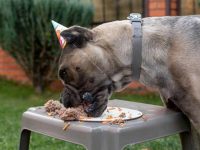 卡斯罗幼犬吃什么狗粮好?(卡斯罗不能吃的食物清单)