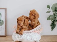 如何帮助您的维兹拉犬活得更长?(有关维兹拉犬的护理知识)