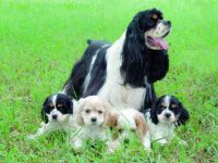 一只可卡犬要多少钱?(饲养可卡犬一年的成本开销)