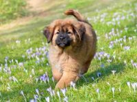 藏獒幼犬要多少钱一只?(影响藏獒价格差异的5大因素)