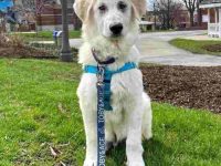 大比利牛斯德国牧羊犬混血多少钱?(大比利牛斯德牧杂交优缺点)