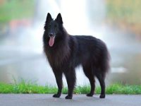 长相像黑色萨摩耶犬的品种有哪些?(萨摩耶犬的毛色为什么只有四种)