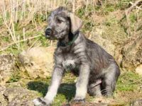 饲养一只爱尔兰猎狼犬每年要多少钱?(爱尔兰猎狼犬一年的成本开销)