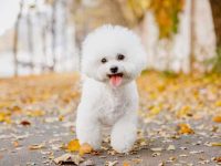 纯种比熊犬要多少钱一只?(影响比熊犬的价格差异及原因)