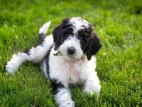 牧羊犬要多少钱一只?(影响牧羊犬价格的7个因素决定)