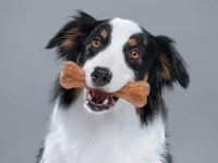 澳大利亚牧羊犬吃什么狗粮好?(澳大利亚牧羊犬不能吃的食物)