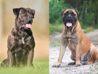 什么是卡斯罗獒犬混种?(卡斯罗獒犬杂交的起源和历史)