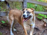 什么是圣伯纳哈士奇混种犬?(圣伯纳哈士奇混血的起源和历史)