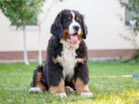 饲养一只伯恩山犬每年要花多少钱?(低成本养伯恩山犬的省钱技巧)