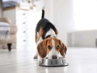 比格犬吃什么狗粮比较好?(比格犬喂养注意事项)