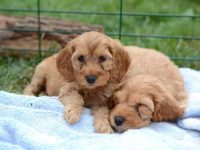 养可卡犬每月要花多少钱?(可卡犬的一年的开支明细)