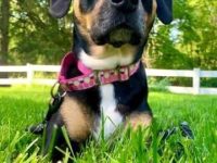 比格犬比特犬混种要多少钱一只?(比格斗牛犬混血的优点和缺点)