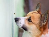 狗狗被黑蝇叮咬有哪些症状?(防止狗狗被黑蝇叮咬的驱蚊方法)