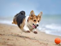 狗狗拉稀但是还活蹦乱跳怎么回事?(狗狗腹泻的8种常见原因)