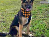 德牧拉布拉多犬混血多少钱一只?(德牧拉布拉多犬杂交的优缺点)