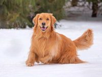 红色金毛犬要多少钱一只?(红金毛寻回犬的寿命有多长)