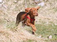 维兹拉幼犬要多少钱?(影响维兹拉犬价格差异的因素)