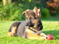 养德国牧羊犬每年要花多少钱?(德国牧羊犬的养育费用及省钱技巧)