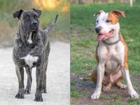 什么是普雷萨卡纳里奥斗牛犬混种?(普雷萨卡纳里奥斗牛犬起源和历史)