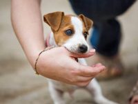 如果你的狗咬你该怎么办?(防止狗狗啃咬东西的4种方法)