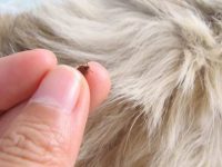 什么是狗身上的干蜱虫?(狗狗身上有干死蜱虫的3个原因)