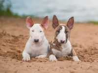 斗牛梗幼犬要多少钱一只?(影响斗牛梗价格差异的因素)