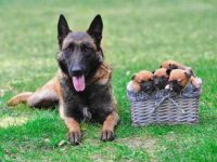 比利时玛利诺犬要多少钱一只?(影响比利时玛利诺犬价格差异的原因)