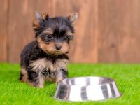 养茶杯约克夏犬每年要花多少钱?(茶杯约克夏的养育费用及省钱技巧)