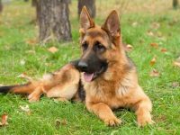 德牧幼犬死亡和常见原因有哪些?(德牧犬活得更久的5个长寿秘籍)