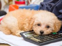 贵宾犬要多少钱一只?(影响贵宾犬价格差异的7个因素)